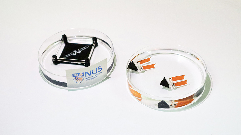 What a flex: Swimming robot propelled by lab-grown muscle hits record speed